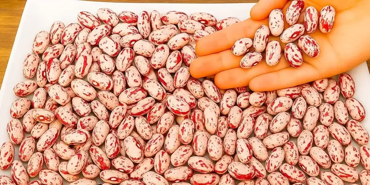 ثبات قیمت به بازار حبوبات برگشت/ قیمت رسمی لوبیا چیتی اعلام شد