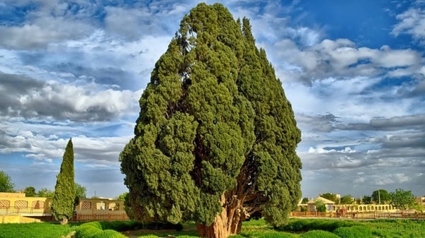 با پیر‌ترین موجود زنده ایران آشنا شوید + فیلم