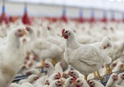 آیا مرغ‌های هورمونی در ایران توزیع می‌شود؟ / توضیحات دامپزشکی در این مورد