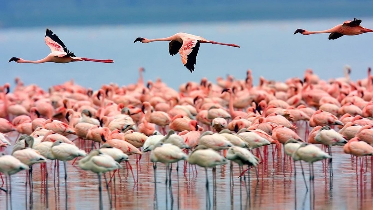 رقص فلامینگو‌ها بر بوم رنگین دریاچه+ فیلم