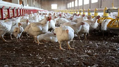 نخستین واکنش به ماجرای تریاکی شدن مرغ‌ها