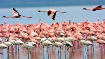 رقص فلامینگو‌ها بر بوم رنگین دریاچه+ فیلم