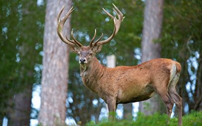 بازگشت شاهزاده به جنگل‌های ایران + فیلم