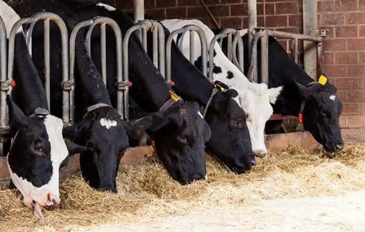 حدود ۴میلیون تن نهاده در گمرکات معطل تخصیص ارز است+ فیلم