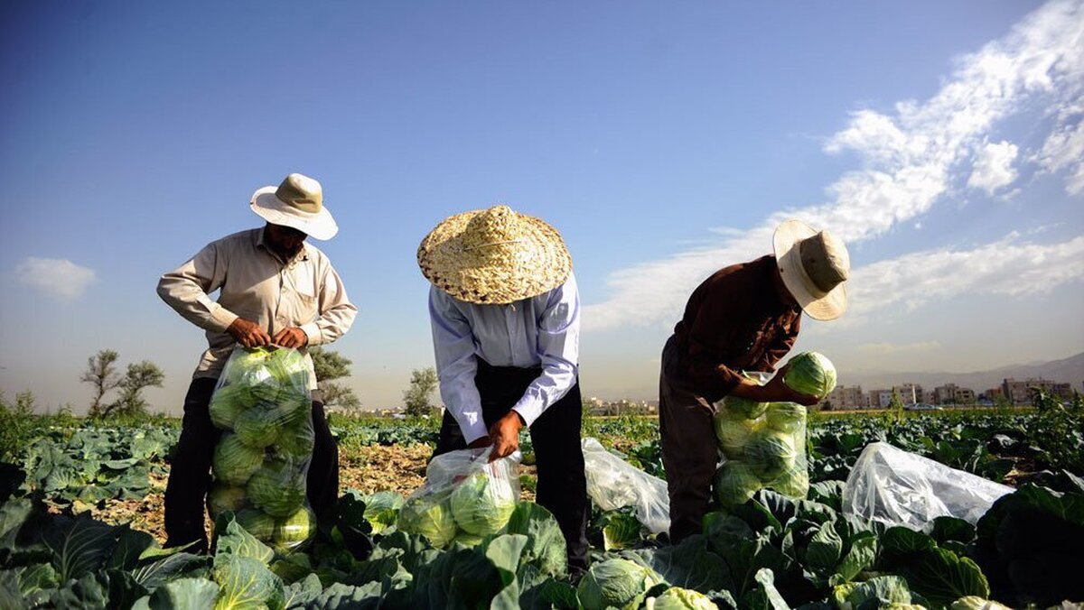 جایی برای نگرانی نیست/تهران برای کاشت کلم و صیفیجات آب دارد