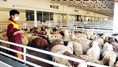 قیمت دام زنده امروز سه‌شنبه ۲۷ آبان ۱۴۰۴ + جدول