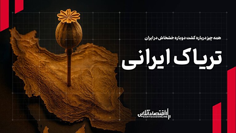 همه چیز درباره کشت خشخاش در ایران