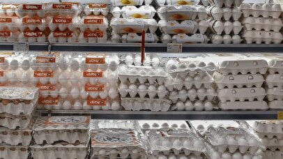 وزیر کشاورزی: تخممرغ گران نیست