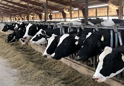 خرید گوشت ممنوع شد؟ / دامداری های کشور در حالت آماده باش