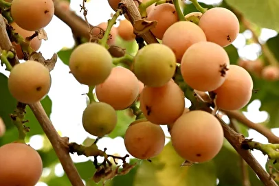 میوه‌ای که جایگزین طبیعی دیفن هیدرامین است