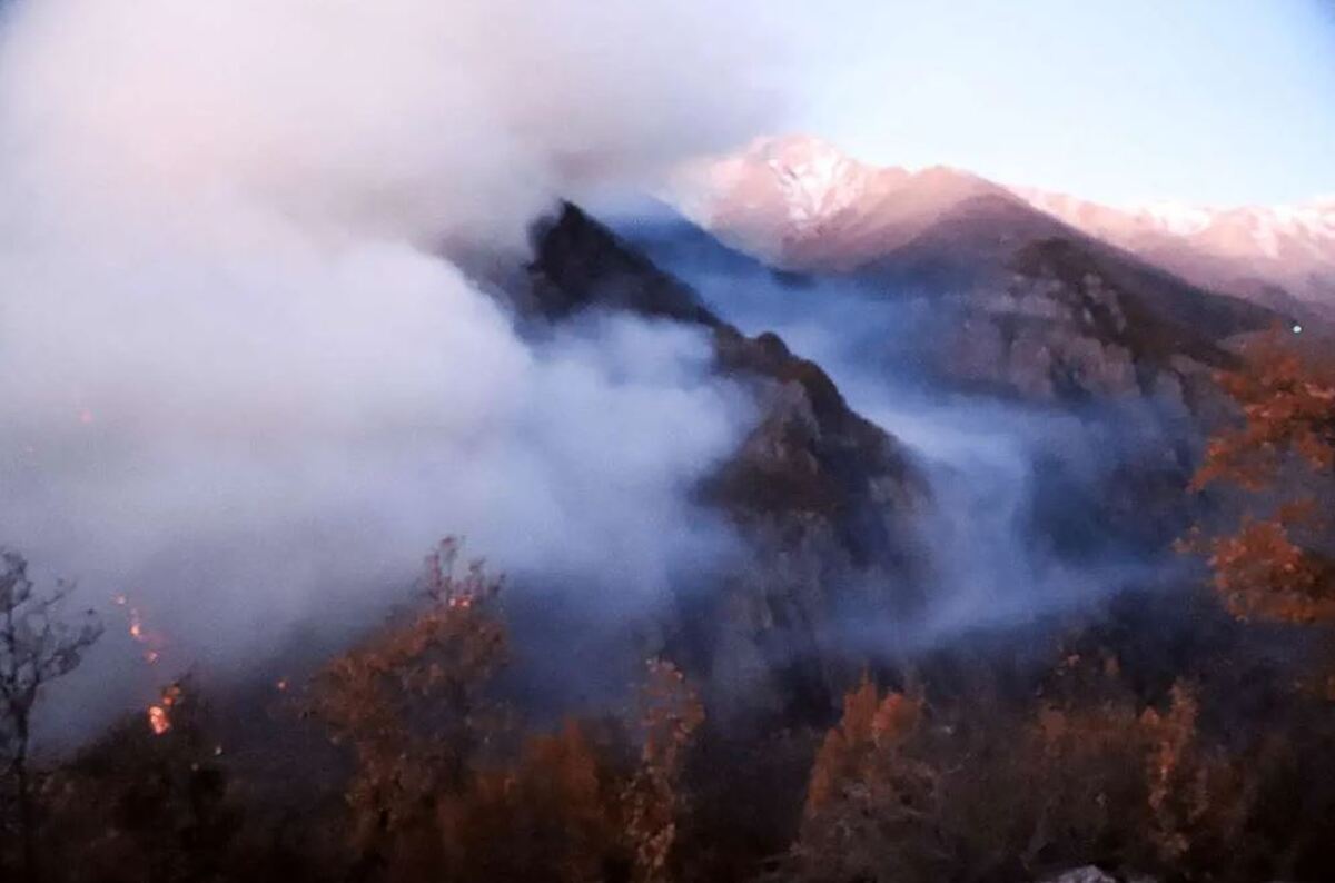 علت آتش‌سوزی جنگل الیت چه بود؟ / اهمیت این جنگل‌ها در چیست؟