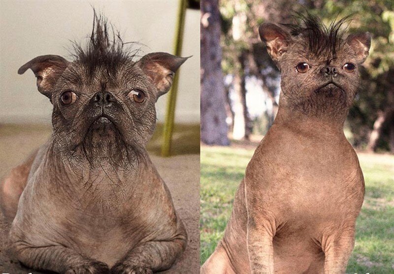 بازار داغ عملهای عجیب حیوانات خانگی در ایران / موجودات بیگناهی که قربانی چشم و همچشمی میشوند بازار داغ عملهای عجیب حیوانات خانگی در ایران / موجودات بیگناهی که قربانی چشم و همچشمی میشوند