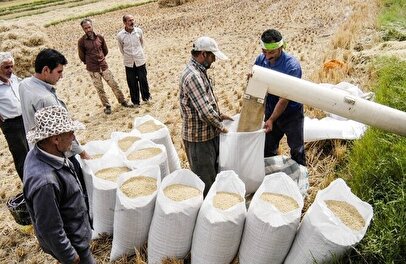 دولت برنج را از ما بخرد و در دریا بریزد! / اظهارنظر عجیب رئیس اتاق کشاورزی + فیلم