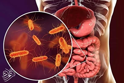 کشف ماده مغذی فعال‌کننده روده‌ها در مبارزه با دیابت