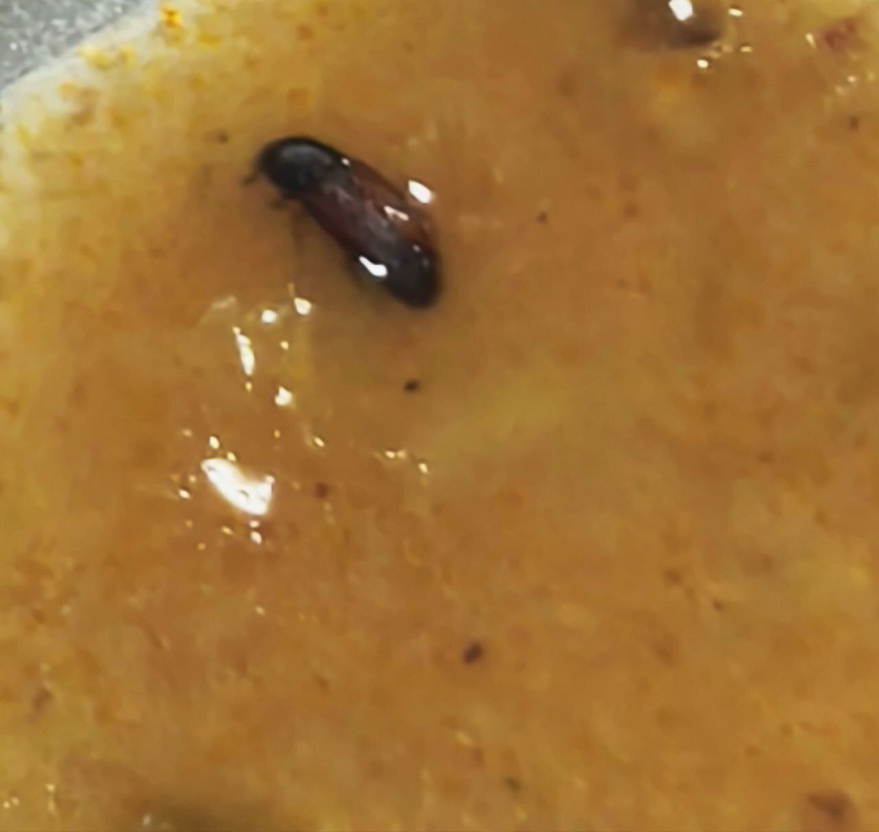 تصاویر وحشتناک از شام در یکی از دانشگاه‌های دولتی