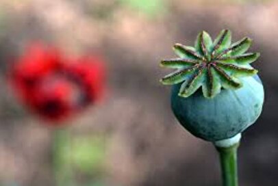 نتایج تحقیقات درمورد سرطان‌زا بودن تریاک