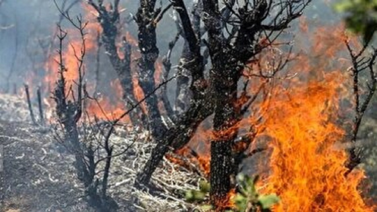 پاسخ غیرمنتظره سازمان منابع طبیعی درباره خسارت جنگل الیت+ فیلم