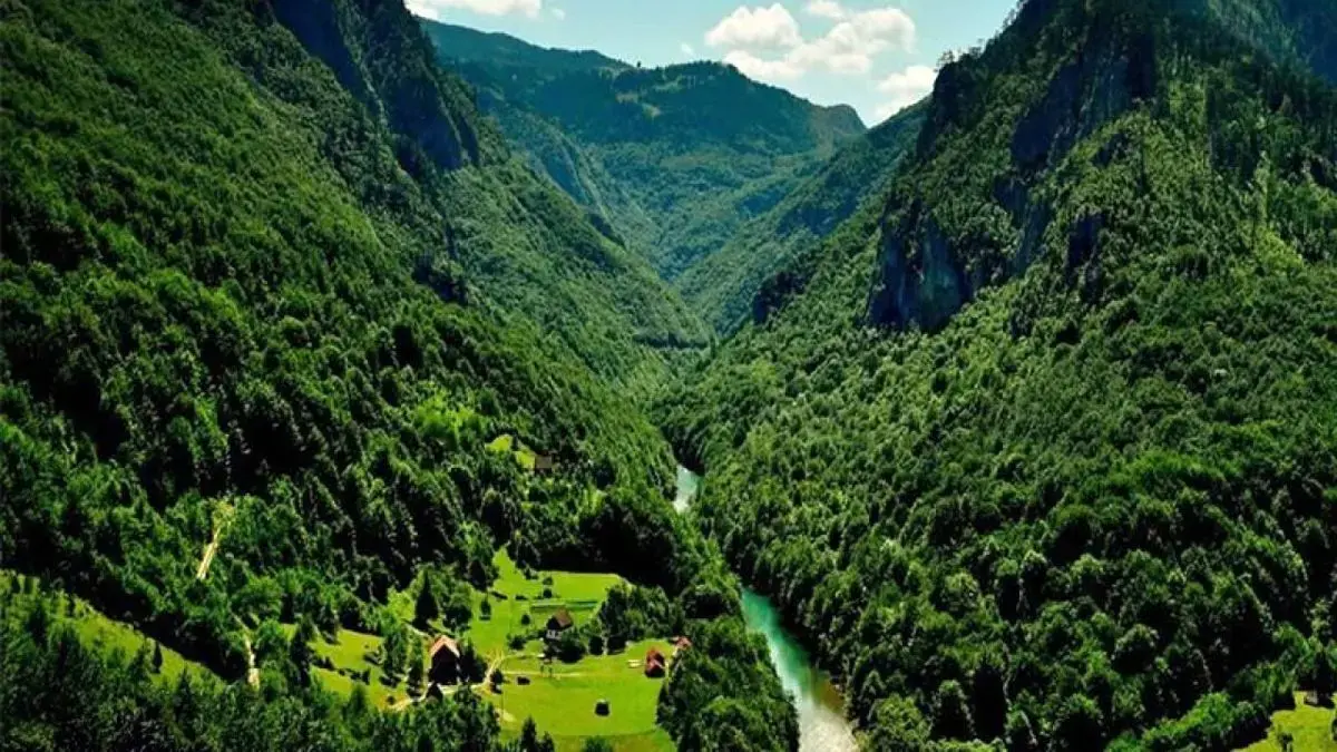 اینفوگرافیک/ جنگل‌های هیرکانی میراث ۵۰ میلیون‌ساله عصر یخبندان