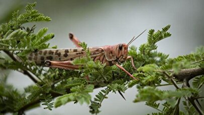 هشدار به استان‌های جنوبی / برای مقابله با مهمانان ناخوانده آماده شوید!