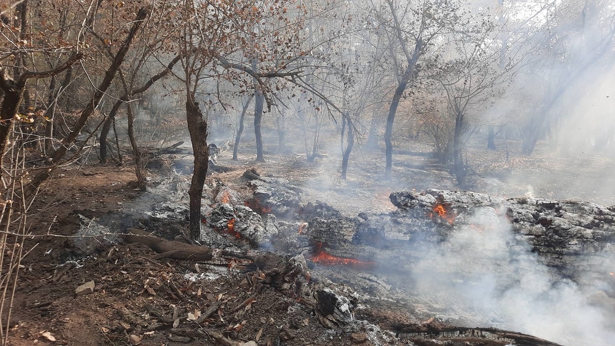 آخرین وضعیت آتش‌سوزی در جنگل‌های شمال + فیلم