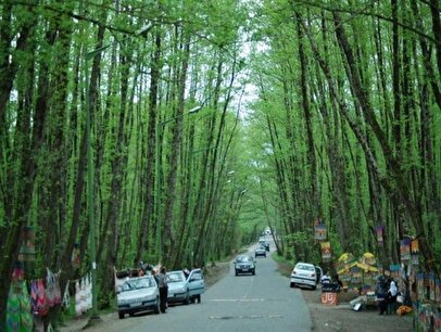تردد در جنگل‌های شمال حتی برای بومیان ممنوع شد