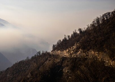 خسارت آتش به جنگل‌های الیت چقدر بود؟ / چند هکتار جنکل سوخت؟