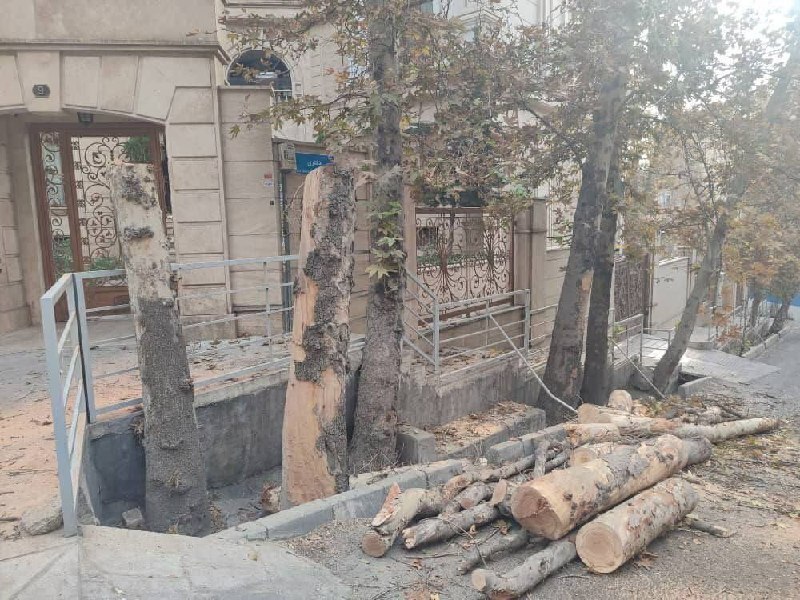 قطع درختان قدیمی باغ فردوس