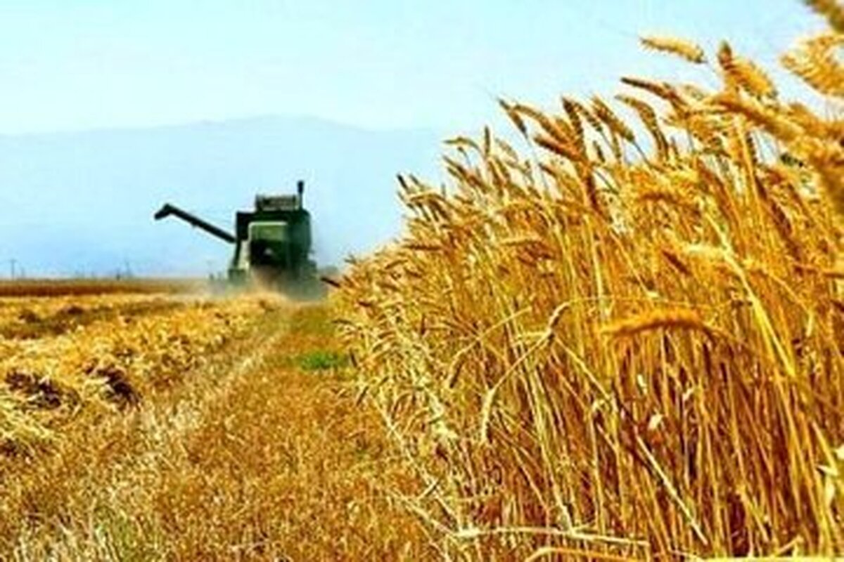 تغییر در نحوه خرید تضمینی گندم / پرداخت‌ها علی‌الحساب است