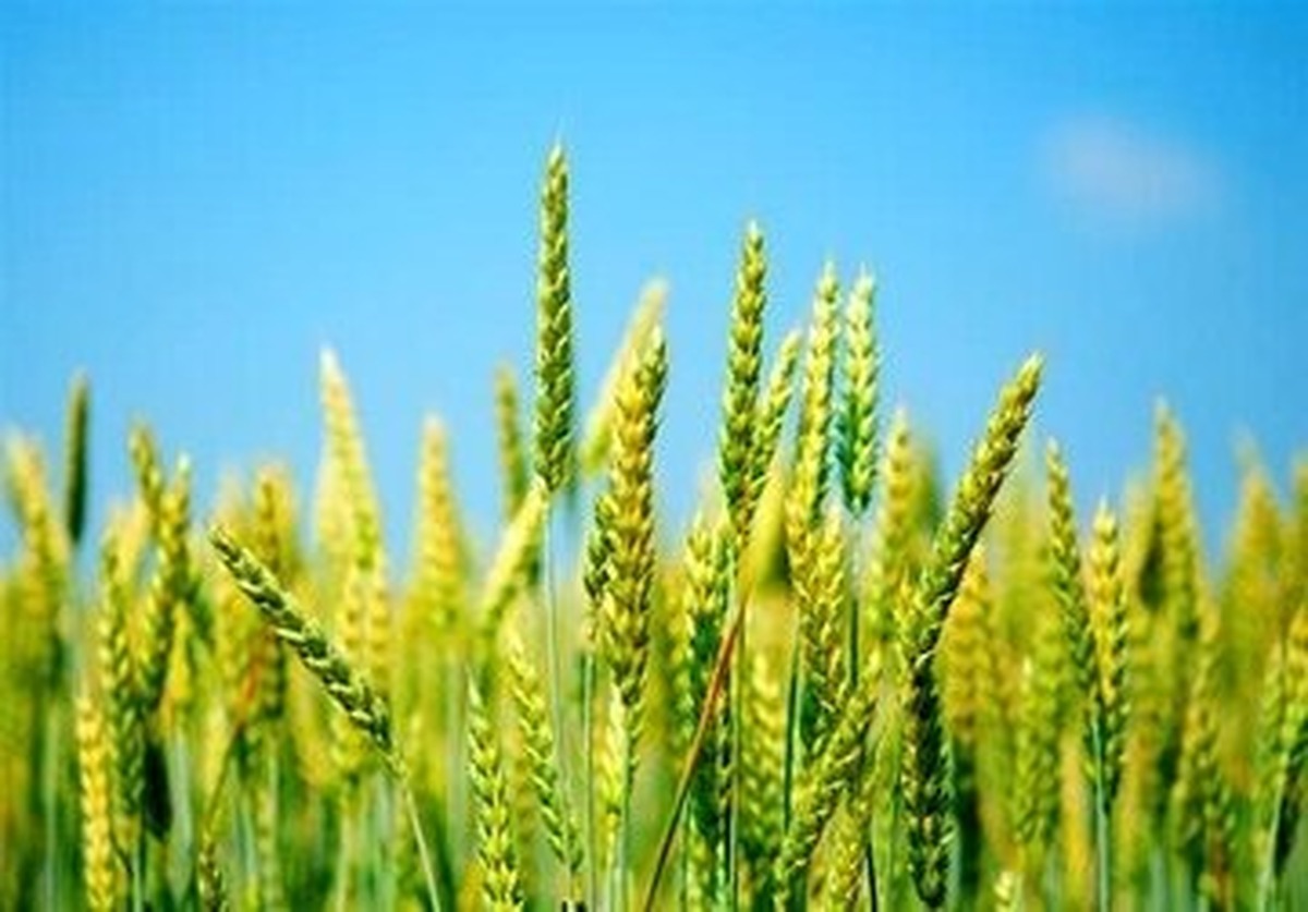 خبر مهم برای گندمکاران / خرید تضمینی گندم از این تاریخ آغاز می‌شود