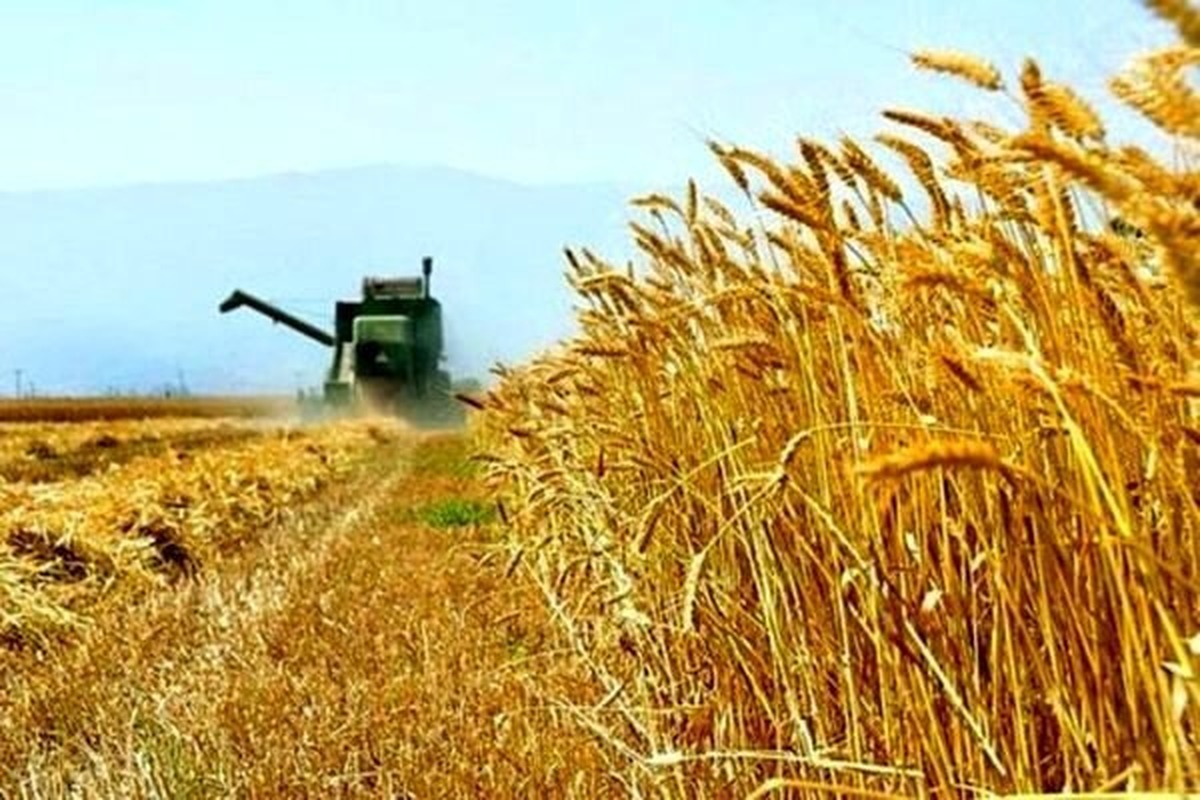 نماینده مجلس: نرخ خرید تضمینی گندم به کشاورزان اعلام شود