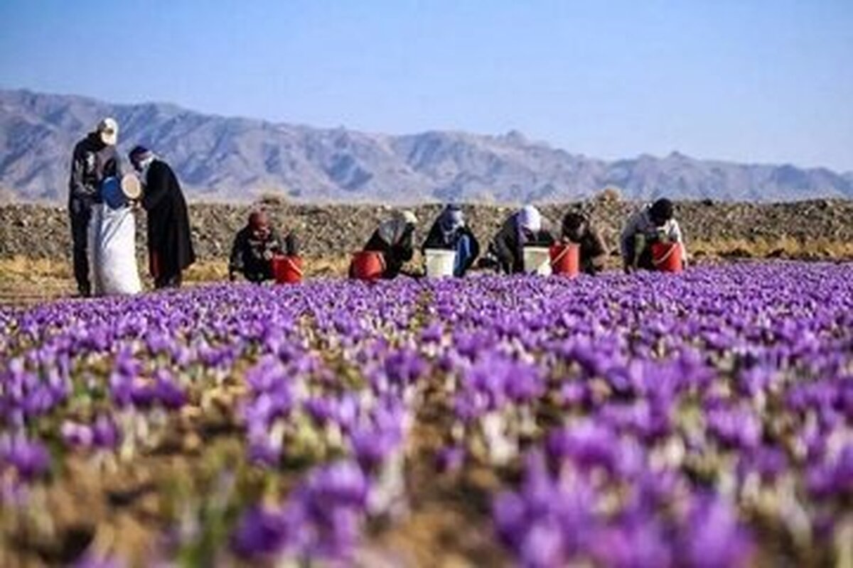 قیمت زعفران در بازار چقدر است؟ + جدول