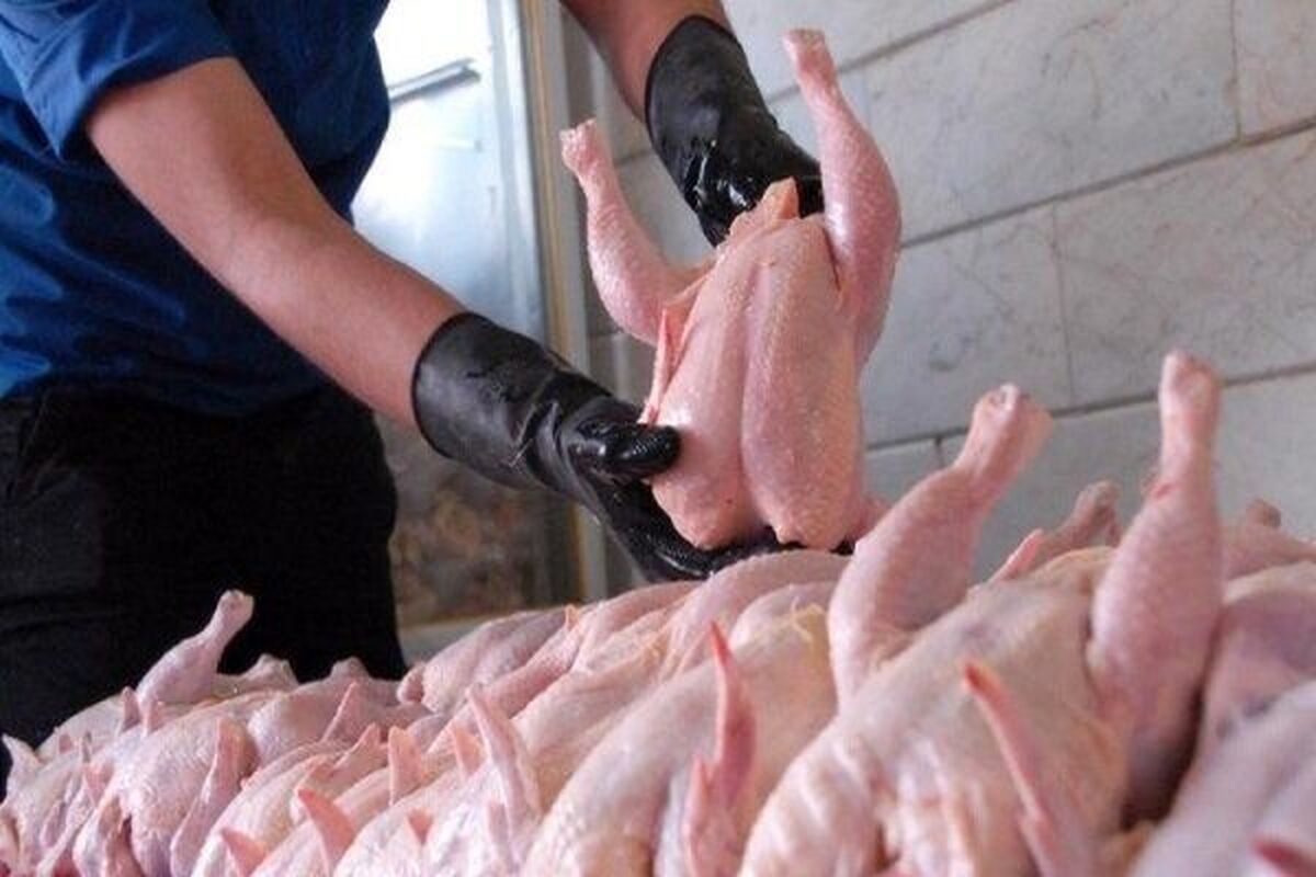 مجلس بمب بازار مرغ را می ترکاند / کاهش چشمگیر قیمت مرغ در راه است