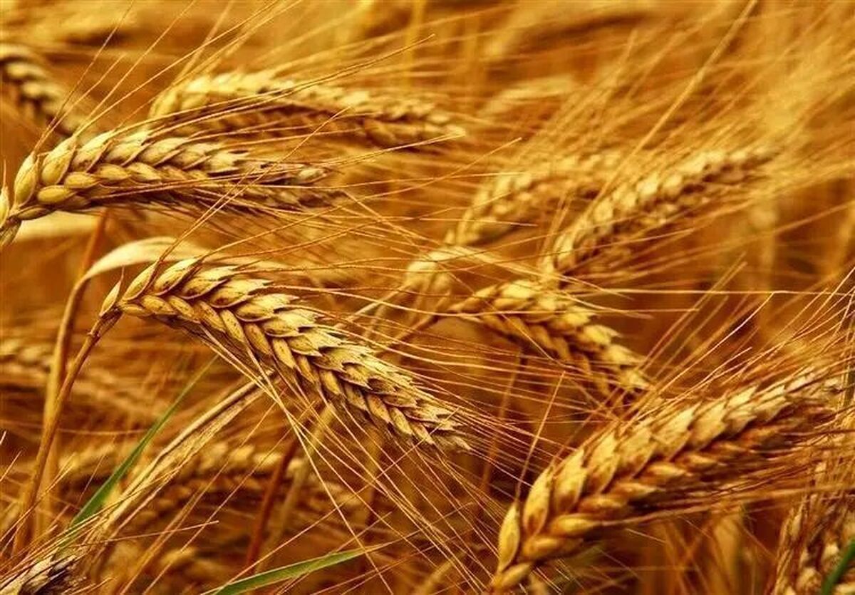 نرخ ارز واردات گندم در سال ۱۴۰۵ مشخص شد