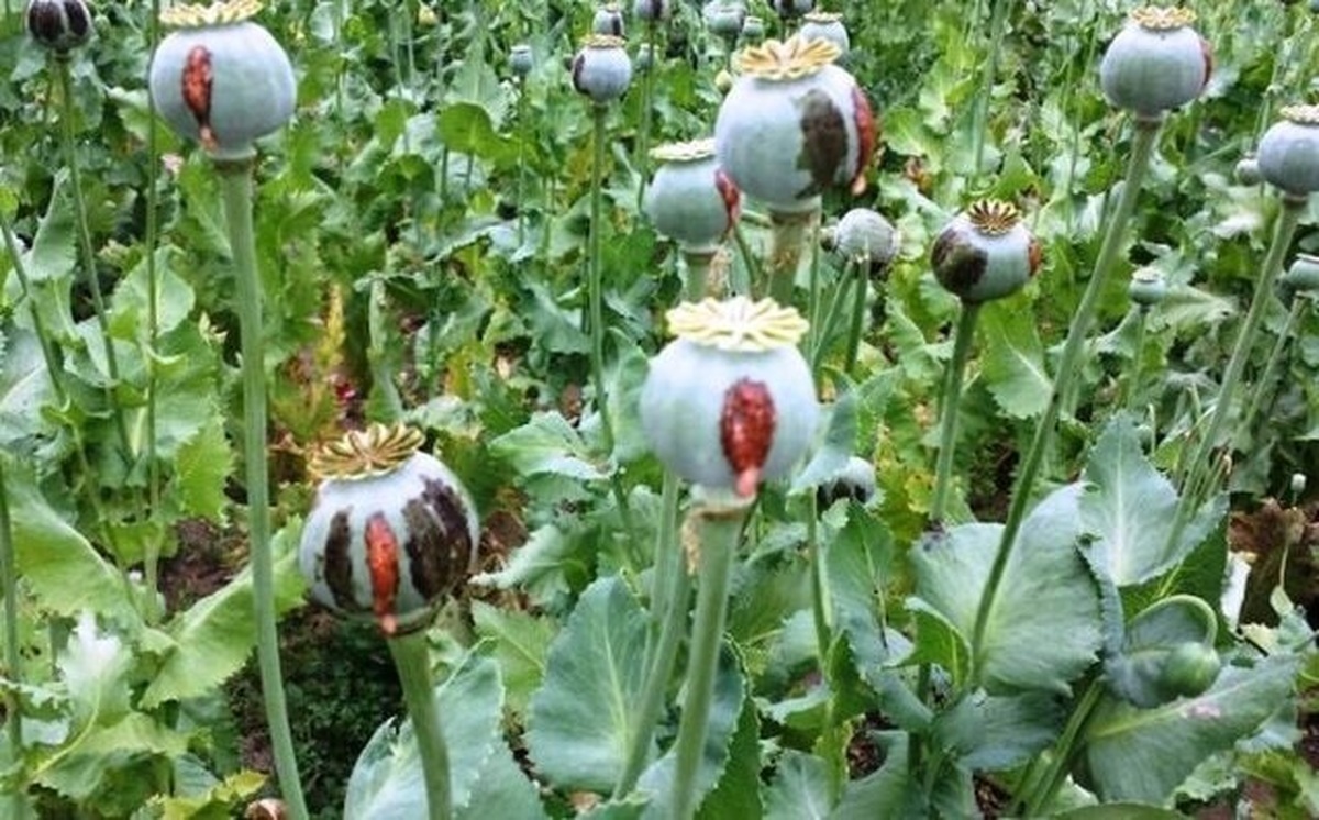 کشت خشخاش در ایران ۳ برابر شد