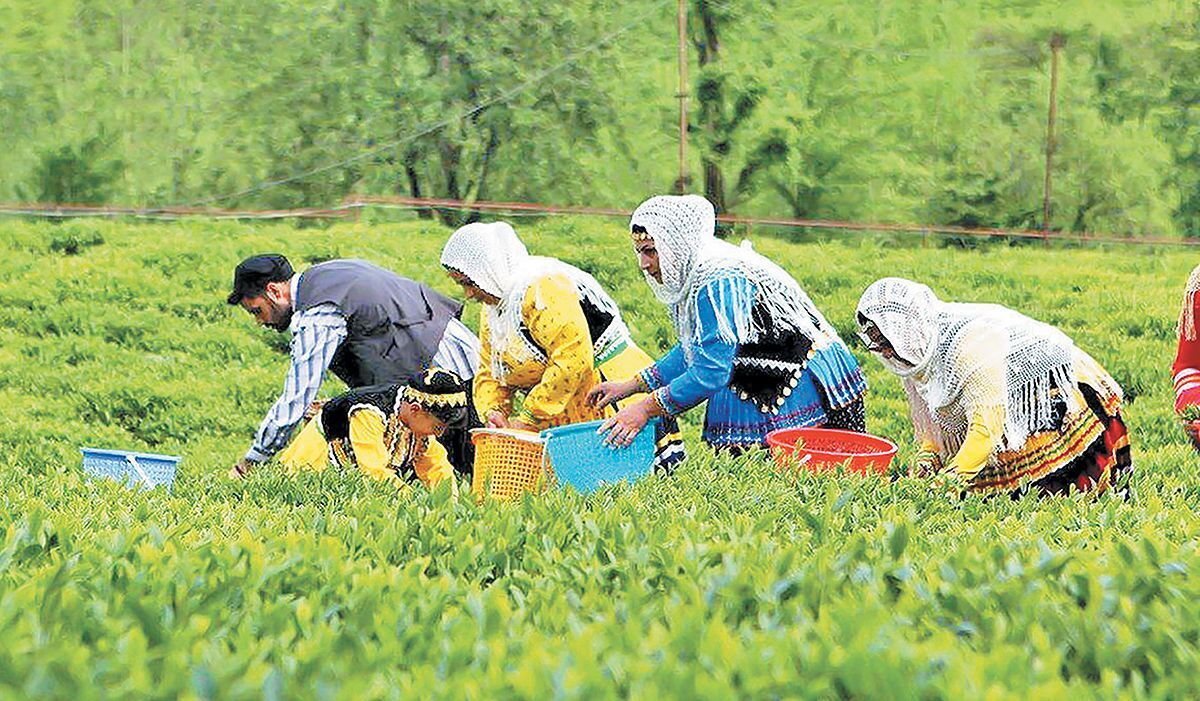 خبر خوب برای چایکاران/ تکلیف واریز مطالبات مشخص شد