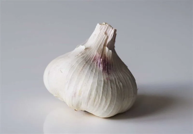 سیر چه خواصی دارد؟