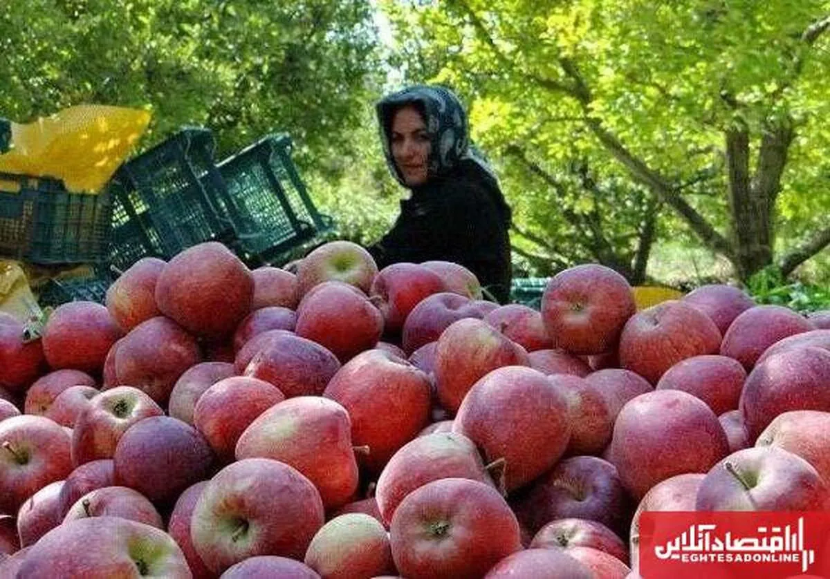 جایگاه ویژه آذربایجان‌شرقی در تولید و صادرات محصولات کشاورزی/ ضرورت ایجاد شهر سیب و احیای دامداری‌های سنتی

 