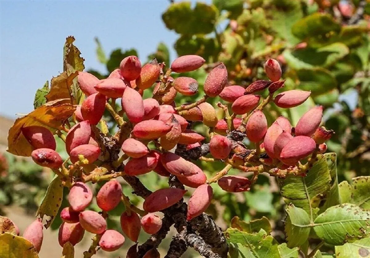 پیش بینی تولید ۲۴۰ هزار تن پسته خشک در سال جاری