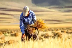 خطر افزایش قاچاق در پی تاخیر در پرداخت مطالبات گندمکاران+ فیلم