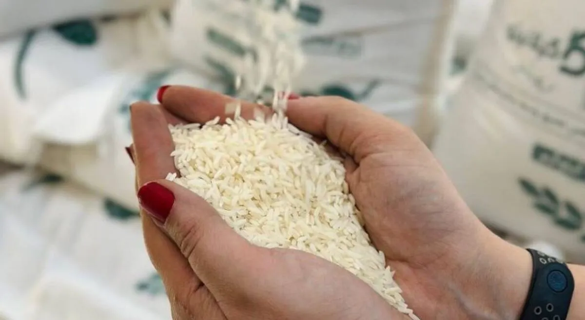 قیمت برنج ایرانی فروردین ۱۴۰۴ / برنج هاشمی، دودی، نیم‌دانه، طارم کیلویی چند؟ + جدول