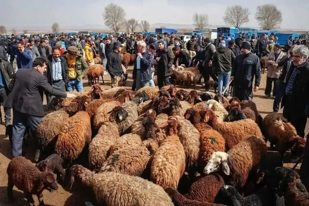 تغییرات جدید در بازار گوشت / قیمت جدید دام زنده اعلام شد