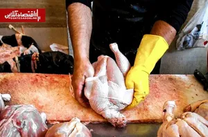 مرغ ارزان می‌شود؟ / پیش‌بینی کاهش قیمت در ۱۵ روز آینده