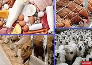 ۱۴ درصد محصولات دامی کشور در اصفهان تولید می‌شود