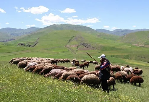 حقوق چوپان‌های افغانستانی در ایران دلاری شد!