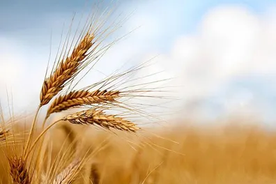 خبر-خوش-برای-کشاورزان-واریز-مطالبات-گندمکاران-سرعت-گرفت
