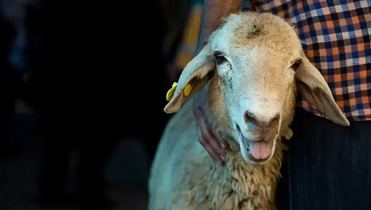 گوسفند قربانی امسال چند؟/ رونمایی از نرخ‌های جدید در مراکز تهران