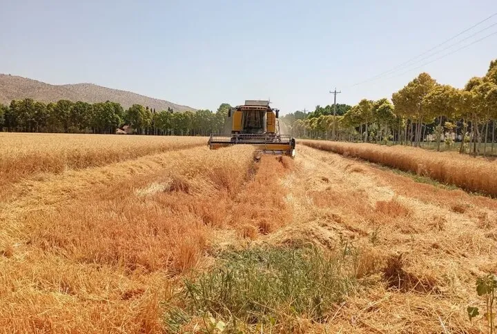 گندم