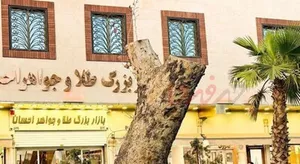 دلیل قطع درخت کهنسال خیابان ۱۵ خرداد چیست؟