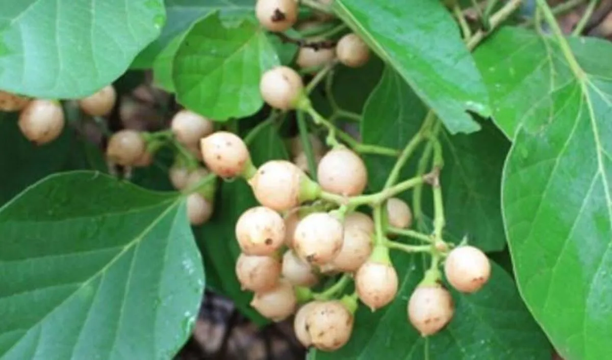 درمان سرماخوردگی و سرفه با این میوه