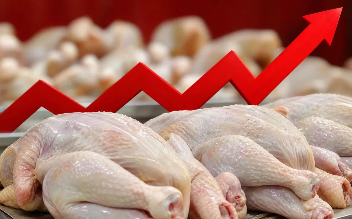 قیمت مرغ